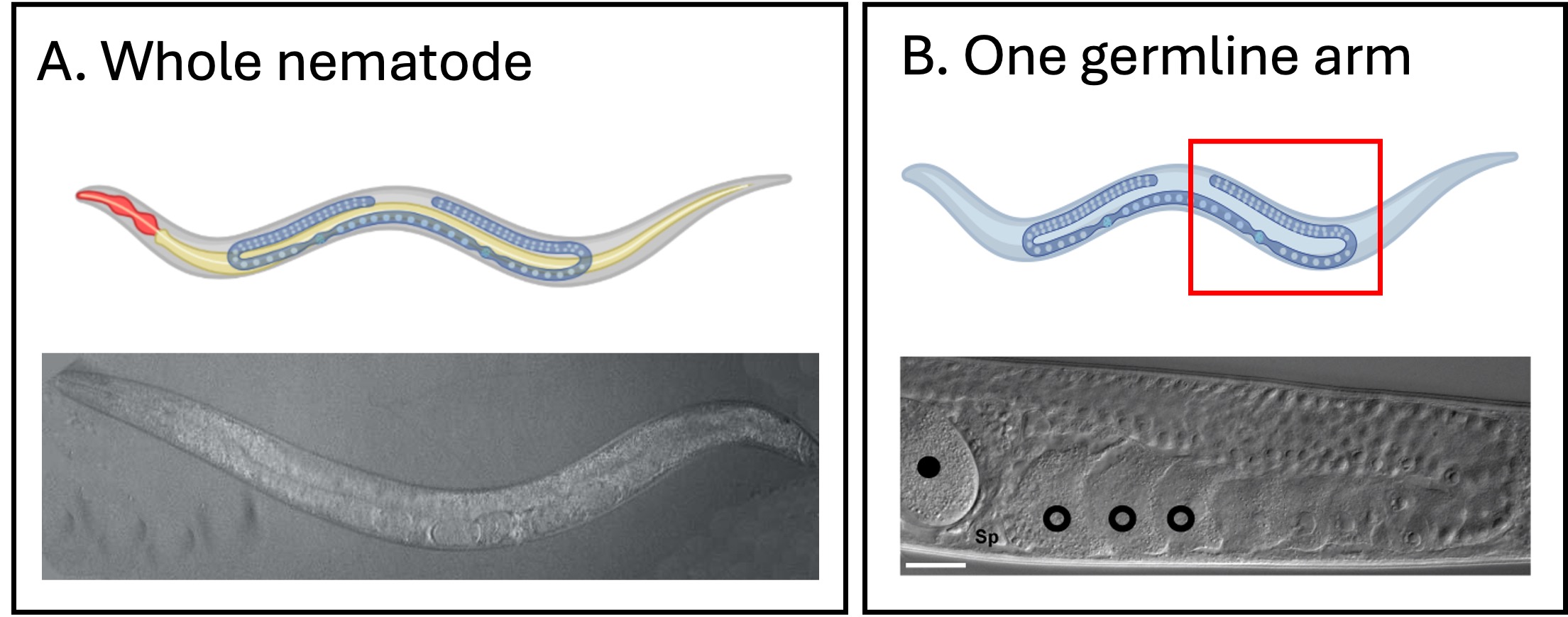 A: Whole nematode. Top: A schematic of the nematode showing the mouth (pharynx, red), the intestine (yellow) and germline (blue). Bottom: the C. elegans is transparent so internal organs can be seen. Head is on the left. B. The germline arm. C. elegans have two u-shaped germlines. The red box shows what you can see under  a high-power microscope.